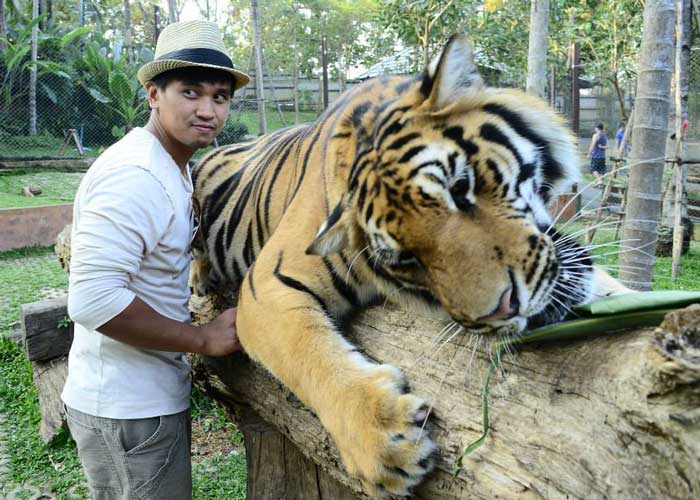 man posing with a tiger